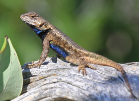 Eastern Fence Lizard